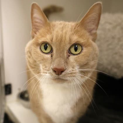 Ginger - Domestic Shorthair/Mix cat cat available for adoption at Calgary Humane Society in Calgary