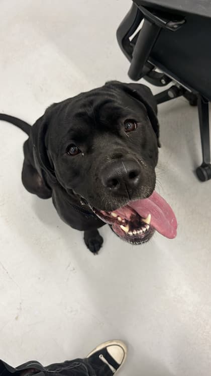Dopey - Large Mixed Breed available for adoption at Calgary Humane Society in Calgary