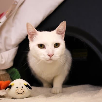 Ruby - Domestic Shorthair/Mix cat cat available for adoption at Calgary Humane Society in Calgary