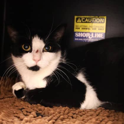 Daisy - Domestic Shorthair/Mix cat available for adoption