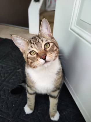 Hope - Domestic Shorthair/Mix cat cat available for adoption at Calgary Humane Society in Calgary