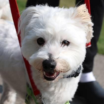 Alfie - Havanese/Mix available for adoption in Alberta