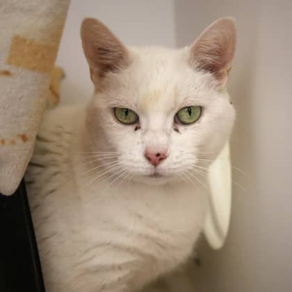 Aurora - Domestic Shorthair/Mix cat cat available for adoption at Calgary Humane Society in Calgary