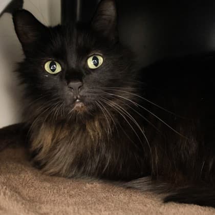 Juno - Domestic Medium Hair/Mix cat cat available for adoption at Calgary Humane Society in Calgary