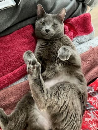 Oscar - Domestic Shorthair/Mix cat cat available for adoption at Calgary Humane Society in Calgary