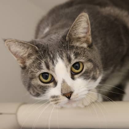 Niko - Domestic Shorthair/Mix cat cat available for adoption at Calgary Humane Society in Calgary