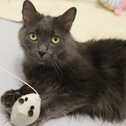 Malushka - Domestic Medium Hair/Mix cat cat available for adoption at Calgary Humane Society in Calgary