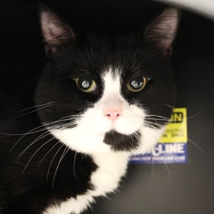 Smoky - Domestic Medium Hair/Mix cat cat available for adoption at Calgary Humane Society in Calgary