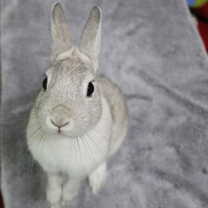 Fufu - Dwarf available for adoption in Calgary