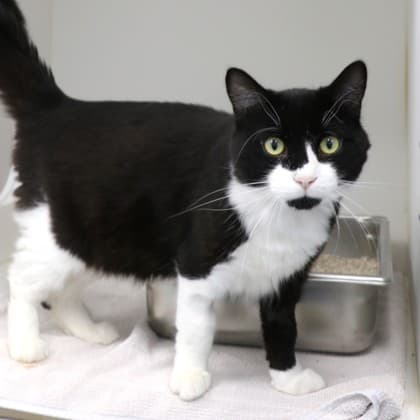 Leon - Domestic Medium Hair/Mix cat cat available for adoption at Calgary Humane Society in Calgary