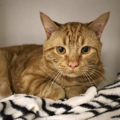 Cheeto - Domestic Shorthair/Mix cat available for adoption