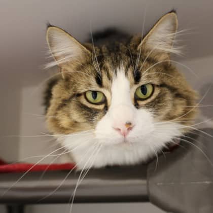 Emilio - Domestic Medium Hair/Mix cat available for adoption at Calgary Humane Society in Calgary