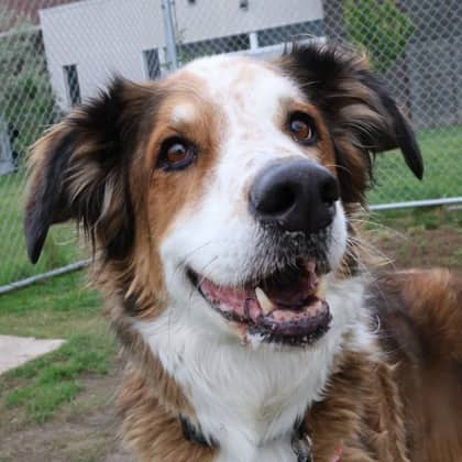 Cooper - Large Mixed Breed available for adoption in Calgary