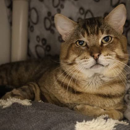 Sutton - Domestic Shorthair/Mix cat cat available for adoption at Calgary Humane Society in Calgary