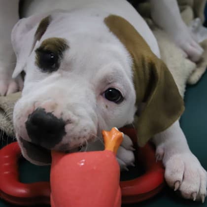 Fudge - Medium Mixed Breed available for adoption at Calgary Humane Society in Calgary