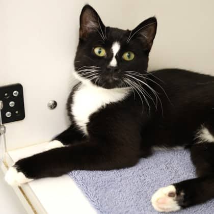 Chessy - Domestic Shorthair/Mix cat available for adoption at Calgary Humane Society in Calgary