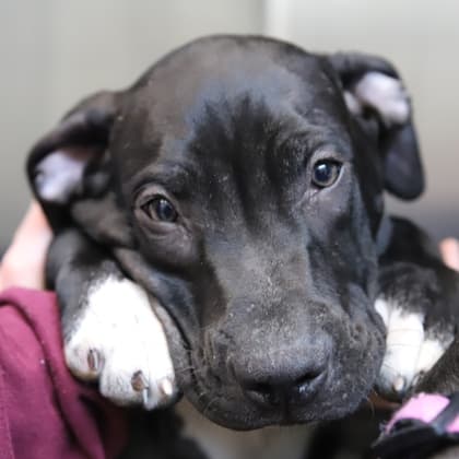 Melon Munch - Large Mixed Breed available for adoption at Calgary Humane Society in Calgary