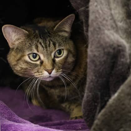 Boston - Domestic Shorthair/Mix cat available for adoption at Calgary Humane Society in Calgary