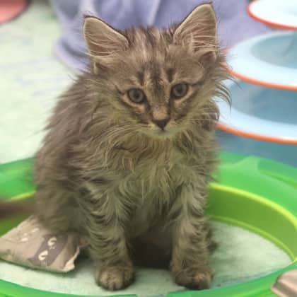 Autumn - Domestic Shorthair cat available for adoption in Alberta