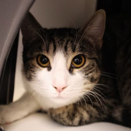 Ezra - Domestic Shorthair/Mix cat cat available for adoption at Calgary Humane Society in Calgary