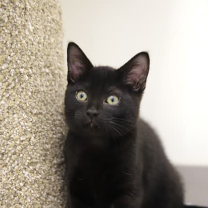 Maple - Domestic Shorthair cat available for adoption in Calgary