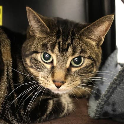 Joseph - Domestic Shorthair/Mix cat cat available for adoption at Calgary Humane Society in Calgary