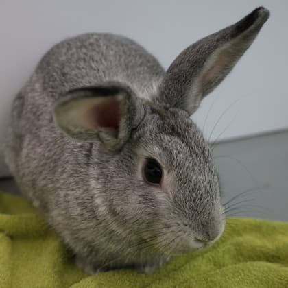 Cinders - Mixed Breed available for adoption in Calgary