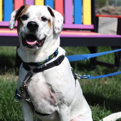 Jasper - Beagle/Mix available for adoption