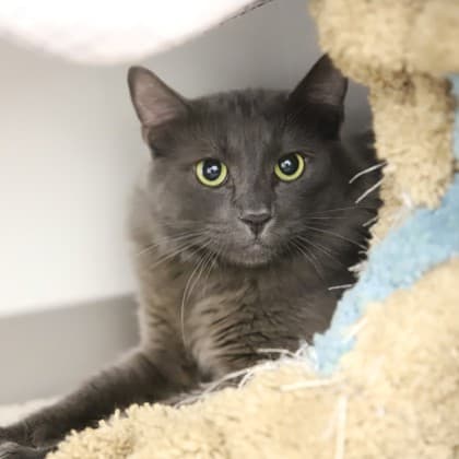 Fettuccine - Domestic Shorthair/Mix cat cat available for adoption in Calgary