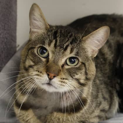 Bodhi - Domestic Shorthair/Mix cat cat available for adoption in Alberta