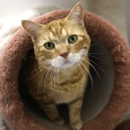 Chewy - Domestic Shorthair/Mix cat available for adoption