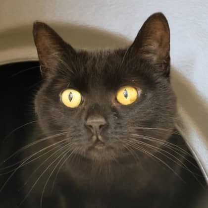 Rosie - Domestic Shorthair/Mix cat cat available for adoption at Calgary Humane Society in Calgary