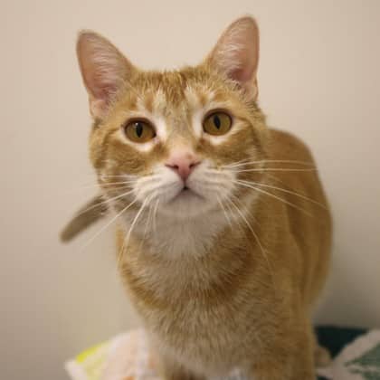 Shyloh - Domestic Shorthair/Mix cat cat available for adoption at Calgary Humane Society in Calgary