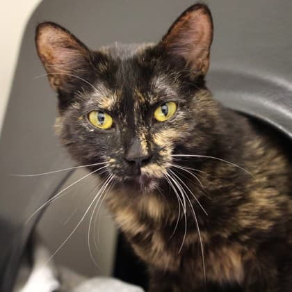 Heidi - Domestic Shorthair/Mix cat cat available for adoption in Calgary
