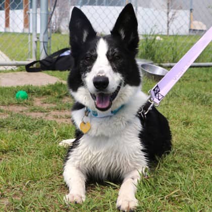 Rex - Border Collie/Mix available for adoption