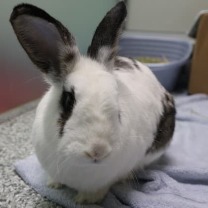 Quincy - Mixed Breed available for adoption in Calgary