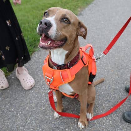 Nova - Pit Bull Terrier/Mix available for adoption