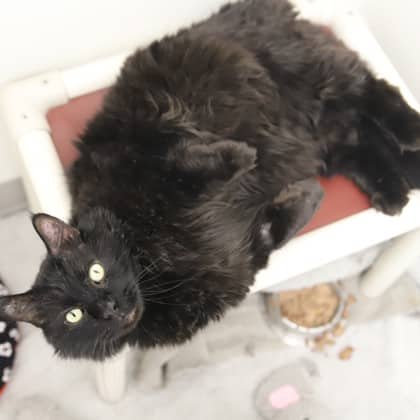 Oscar - Domestic Longhair/Mix cat cat available for adoption at Calgary Humane Society in Calgary