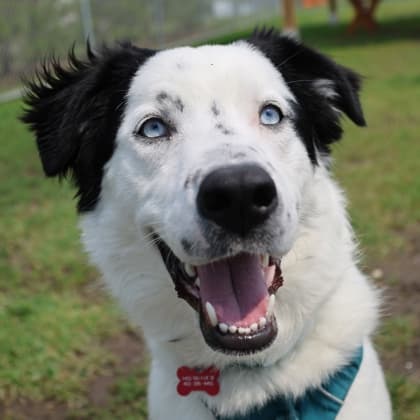 Honey Tea - Large Mixed Breed available for adoption