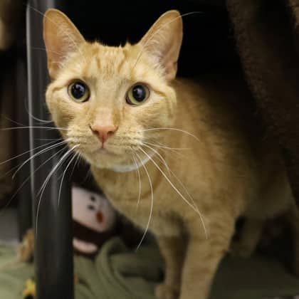 Benjamin - Domestic Shorthair/Mix cat available for adoption