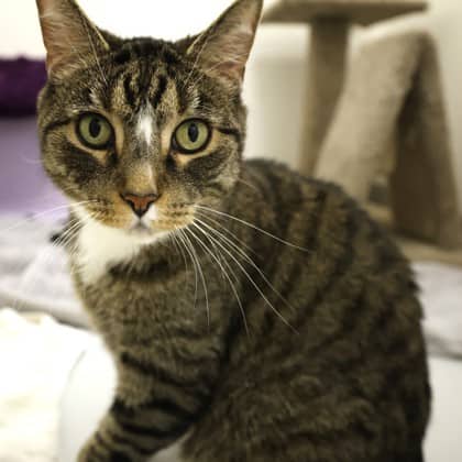 Maverick - Domestic Shorthair/Mix cat cat available for adoption at Calgary Humane Society in Calgary