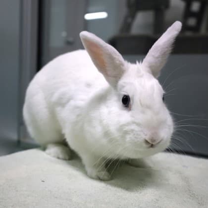 Rosie - Netherland Dwarf/Mini Rex available for adoption in Calgary