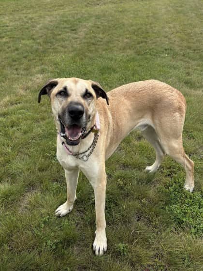 Charles - Great Dane/Mix available for adoption in Alberta
