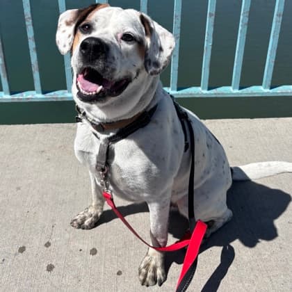 Jasper - Beagle/Mix available for adoption