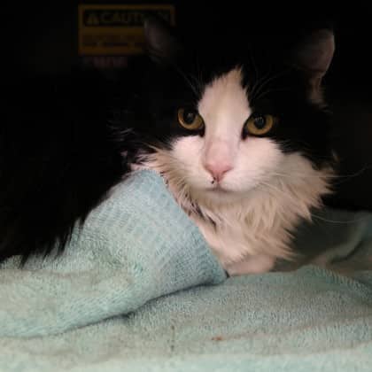 Ninja - Domestic Longhair/Mix cat available for adoption at Calgary Humane Society in Calgary
