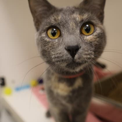 Patches - Domestic Shorthair/Mix cat cat available for adoption at Calgary Humane Society in Calgary