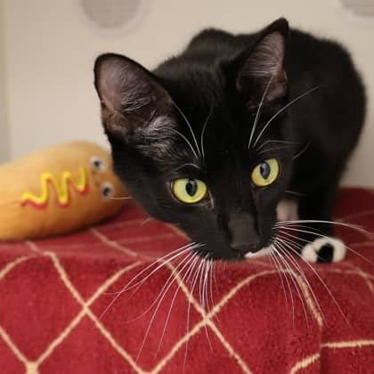 Mademoiselle - Domestic Shorthair/Mix cat available for adoption at Calgary Humane Society in Calgary
