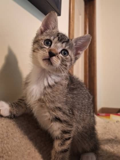Adley - Domestic Shorthair available for adoption