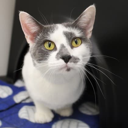 Magda - Domestic Shorthair/Mix cat cat available for adoption at Calgary Humane Society in Calgary