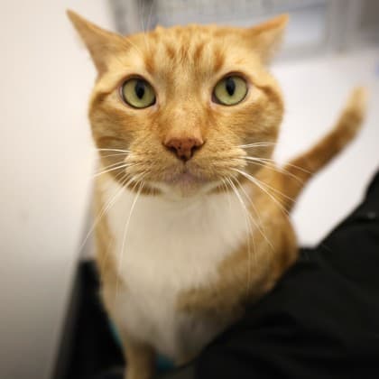 Freddie - Domestic Shorthair/Mix cat cat available for adoption in Calgary